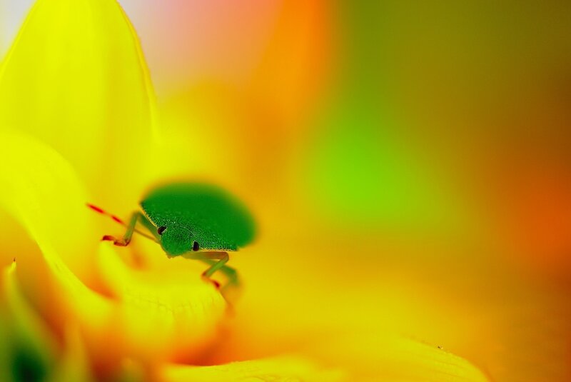 Green Bug on Flower