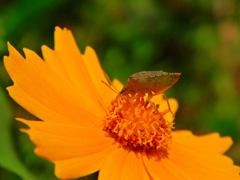 Green Bug on Orange Flower