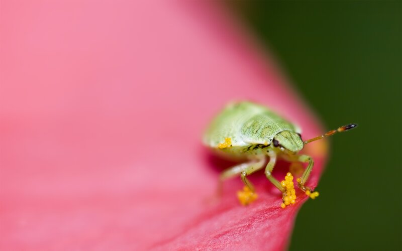 green bug on pink flower
