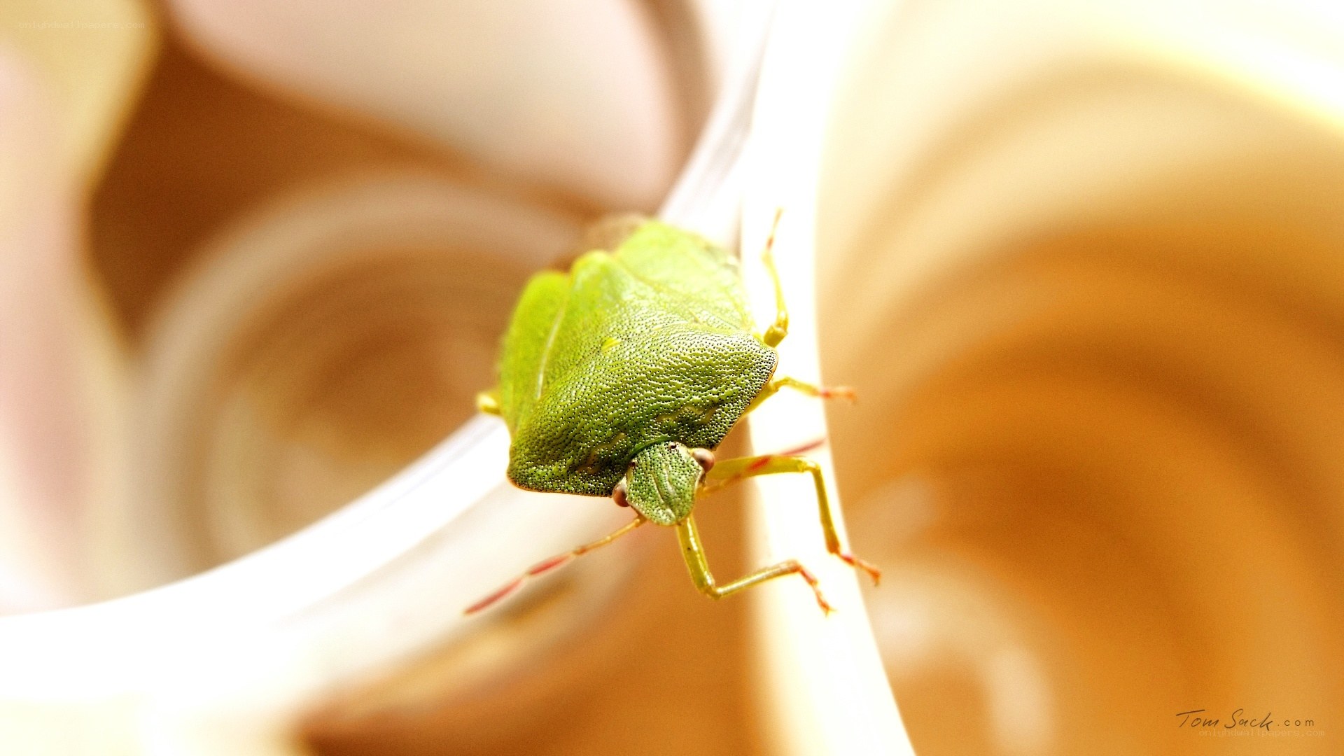 green bug on white surface