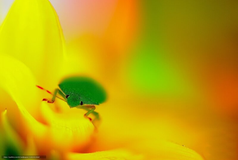 green bug on yellow flower