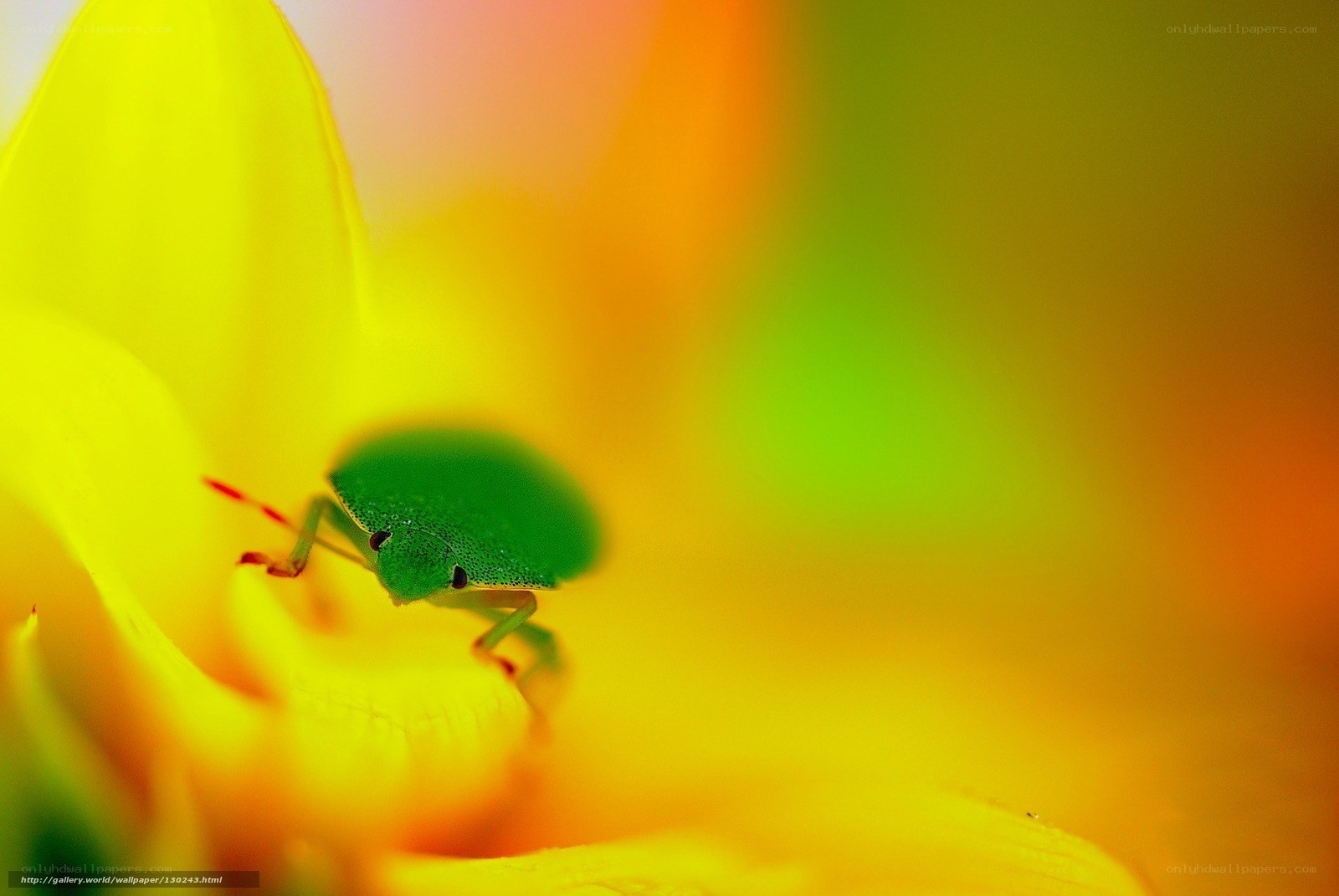 green bug on yellow flower