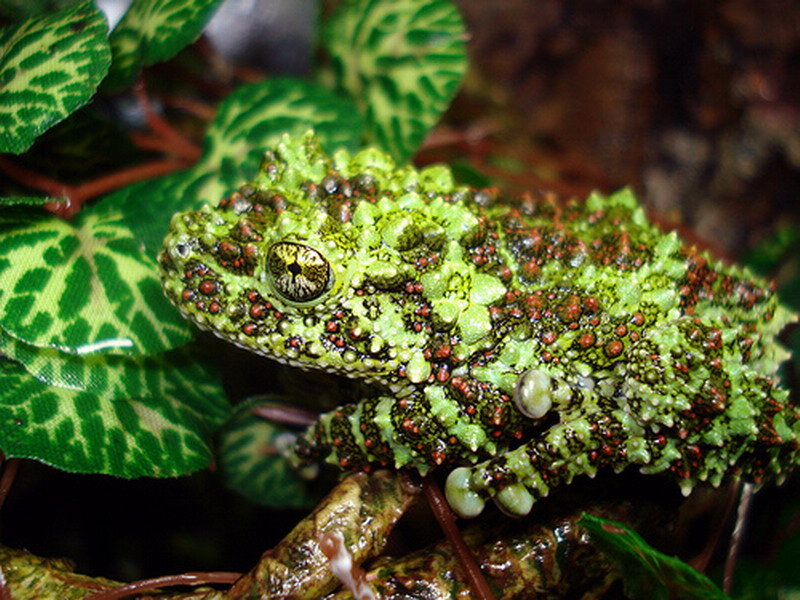 Green Bumpy Frog