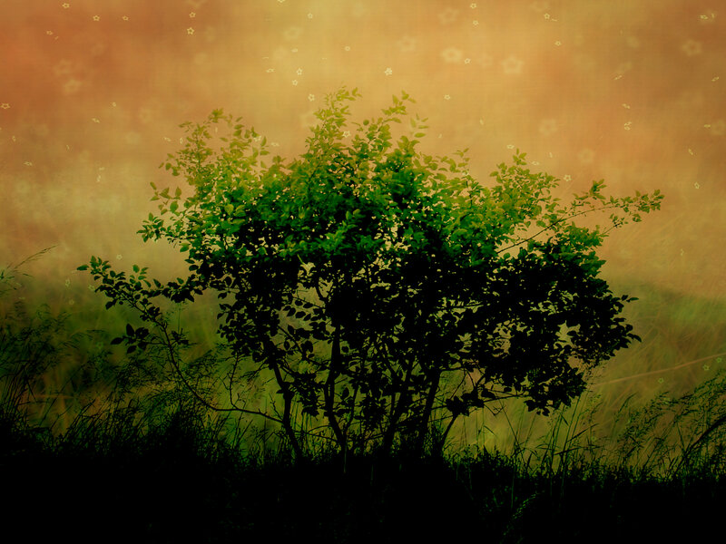 green bush in golden light