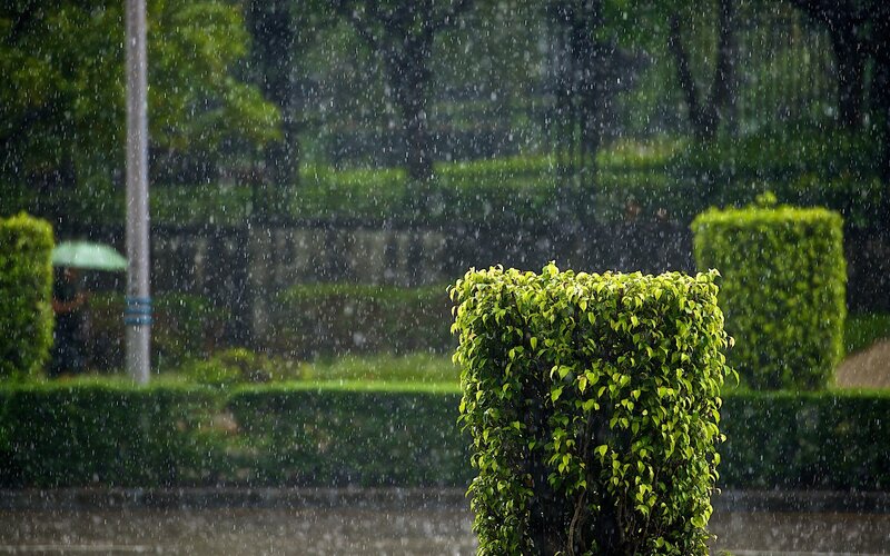 Green Bush in Rain — Calm, Photograph, Hedge
