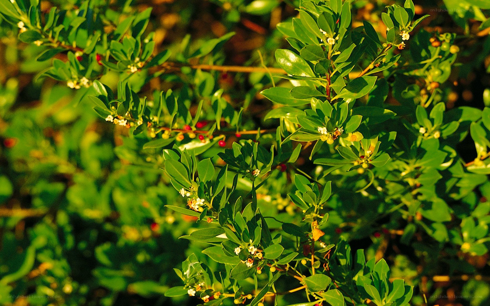 green bush with berries