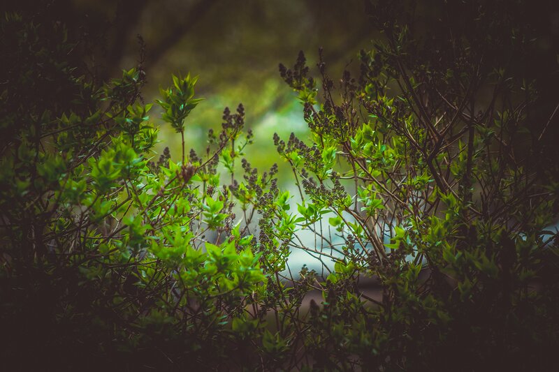 Green Bush with Buds