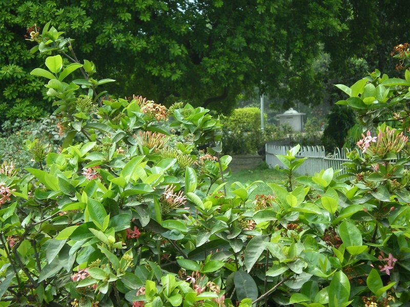 green bush with pink flowers