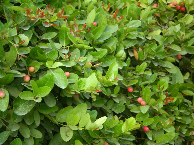 green bush with red berries