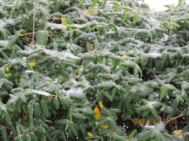Green Bush with Snow