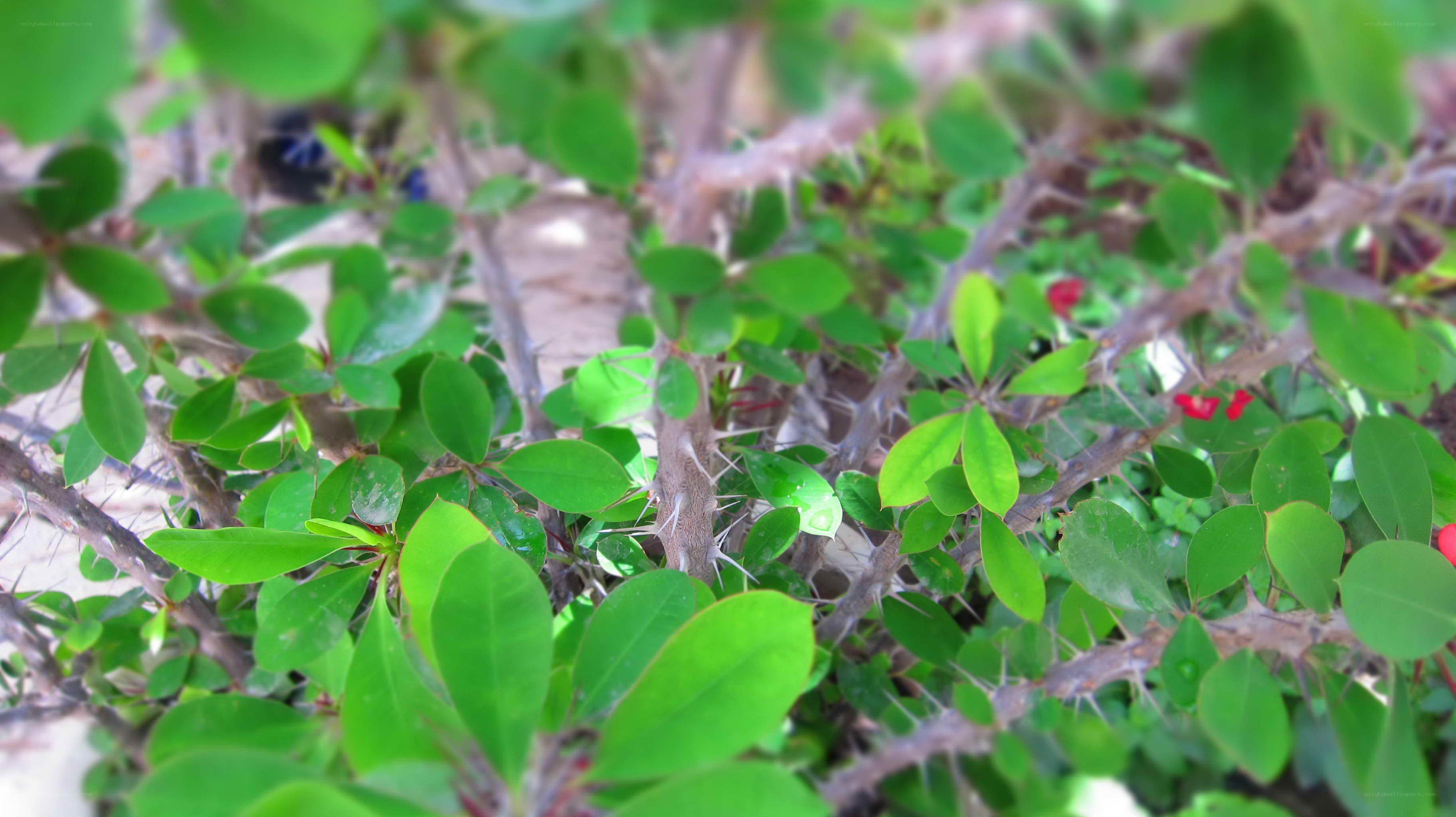 green bush with thorns