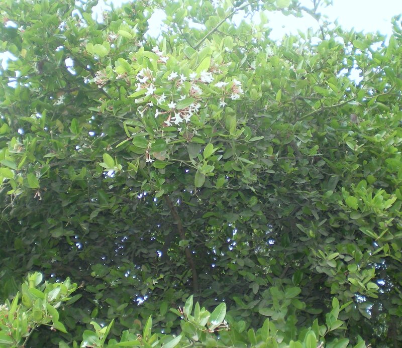 green bush with white flowers