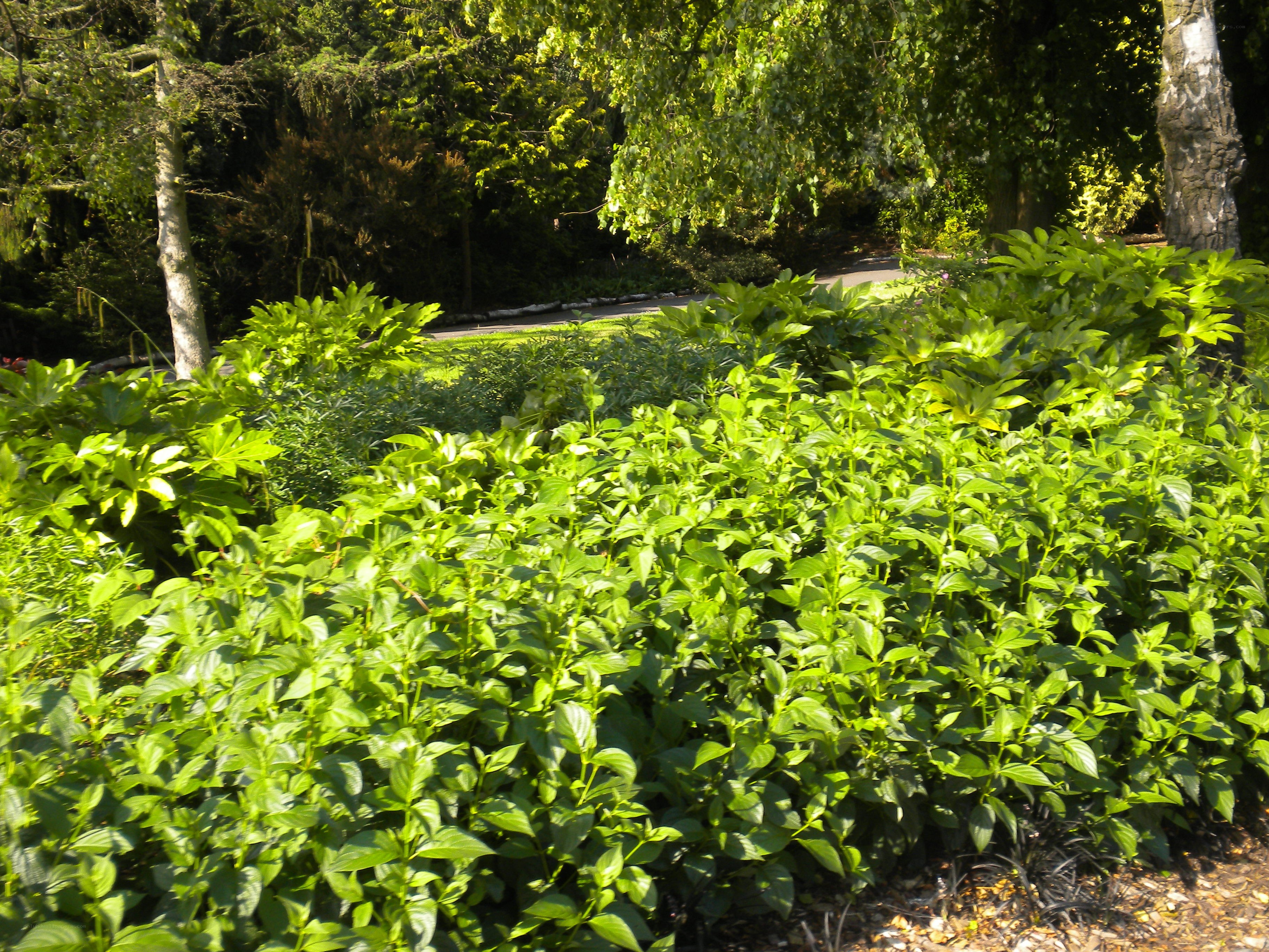 green bushes in a park