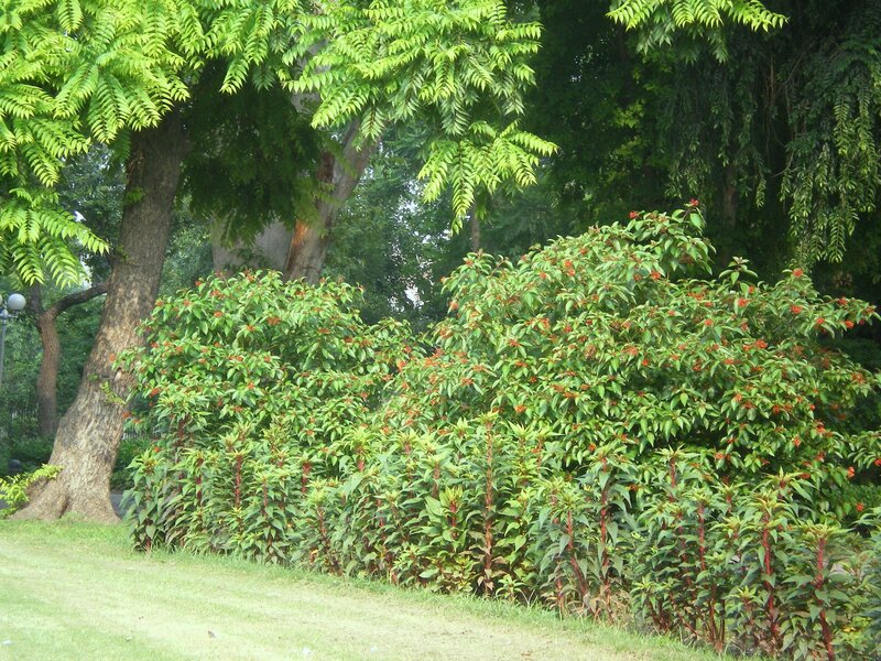 Green bushes with red flowers