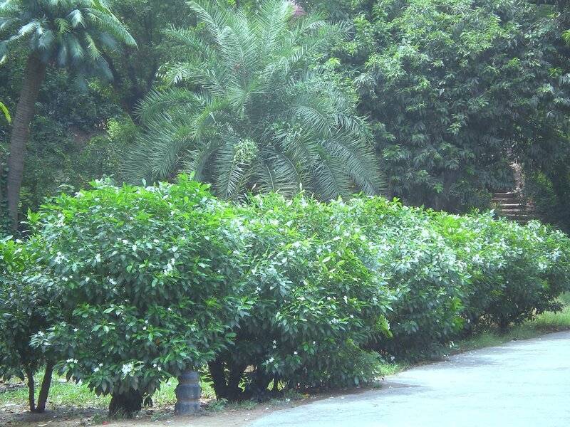 green bushes with white flowers