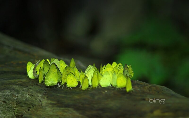 Green Butterflies on Log