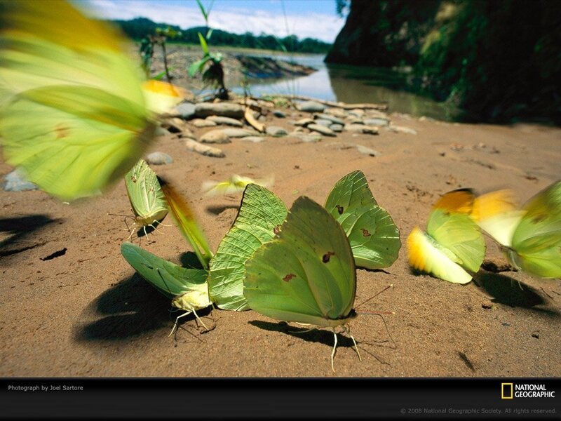 Green Butterflies on Sand