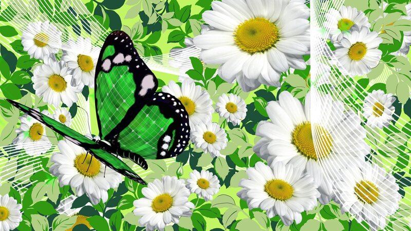 Green Butterfly Among Daisies