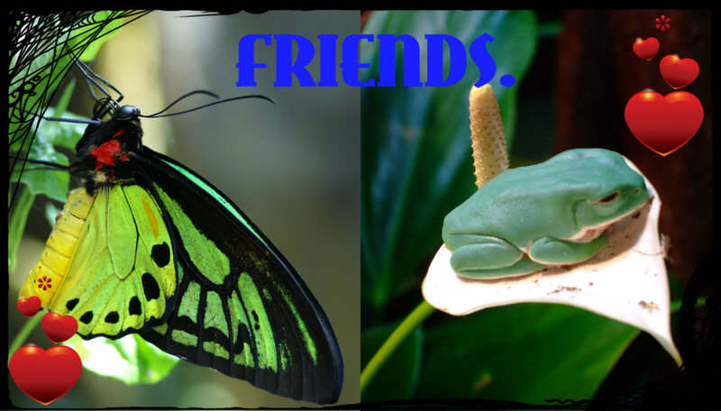 Green Butterfly and Frog