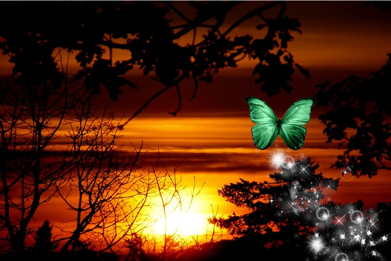 Green Butterfly at Sunset — Orange