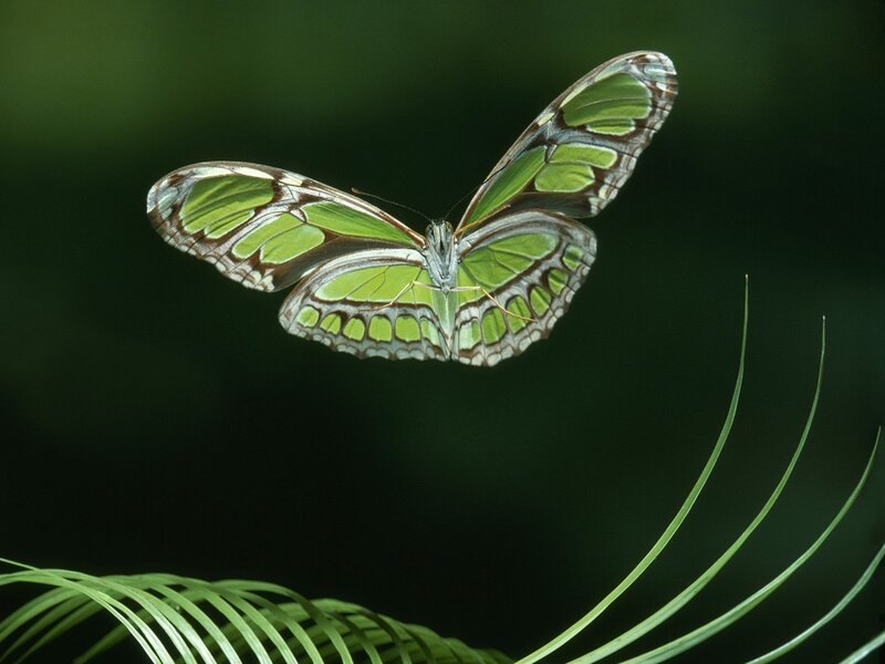 Green Butterfly in Flight — Serene