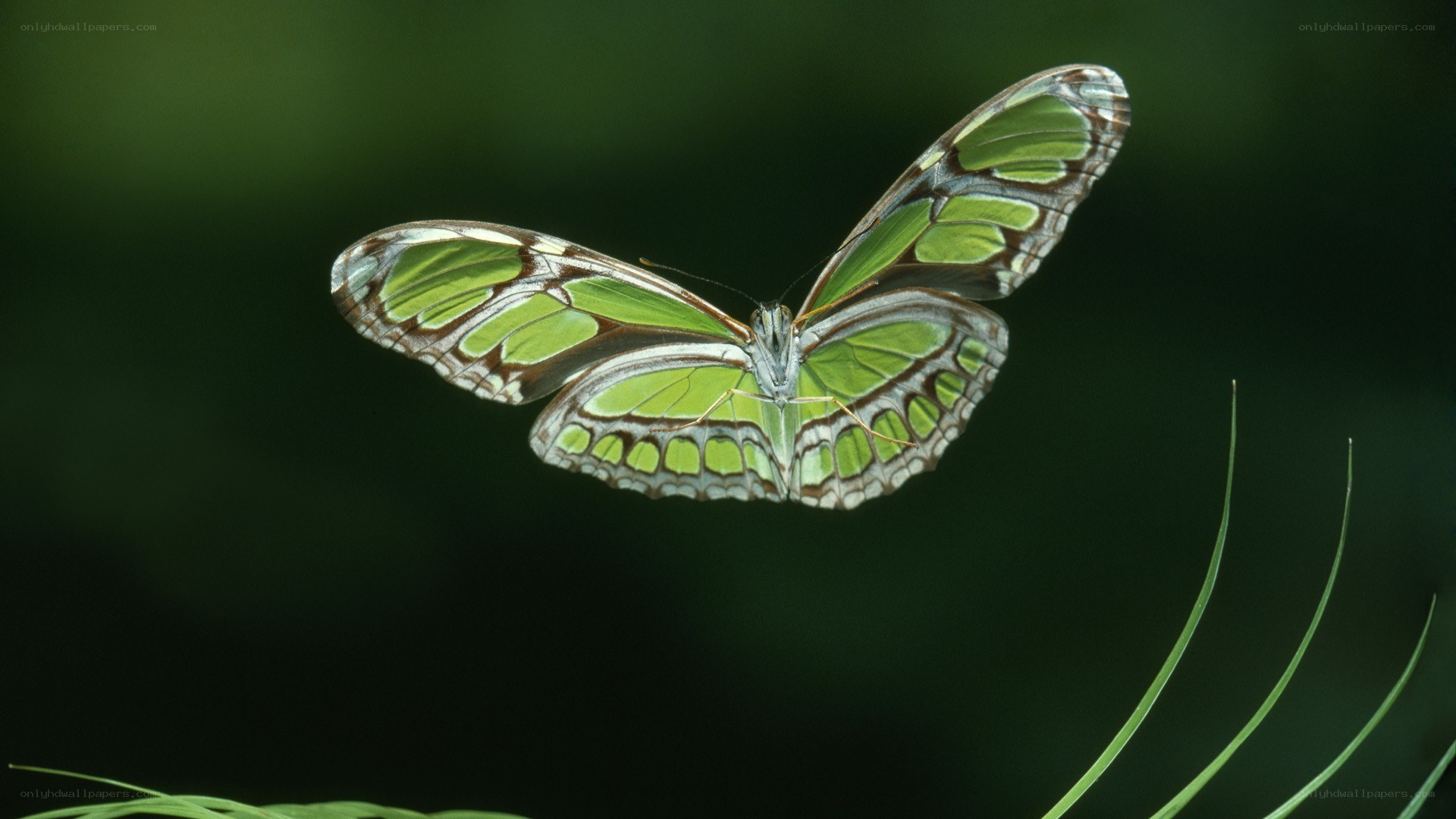 green butterfly in flight