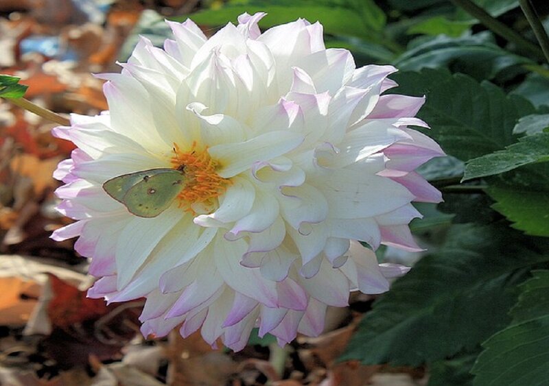 Green Butterfly on Dahlia — White