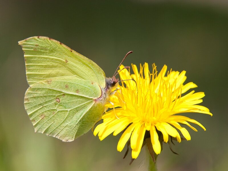 Green Butterfly on Dandelion
