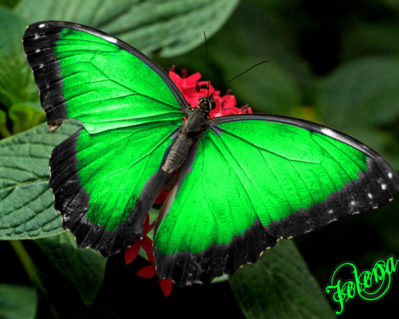 Green butterfly on flower