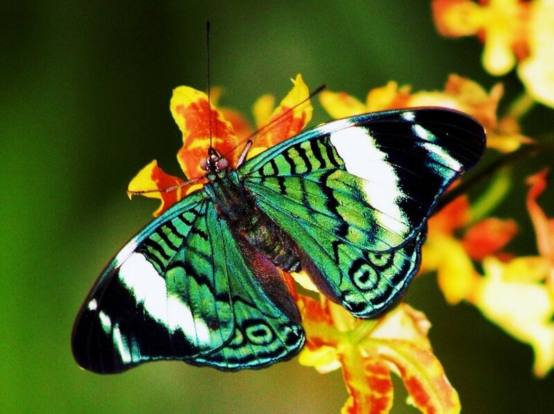 green butterfly on flower