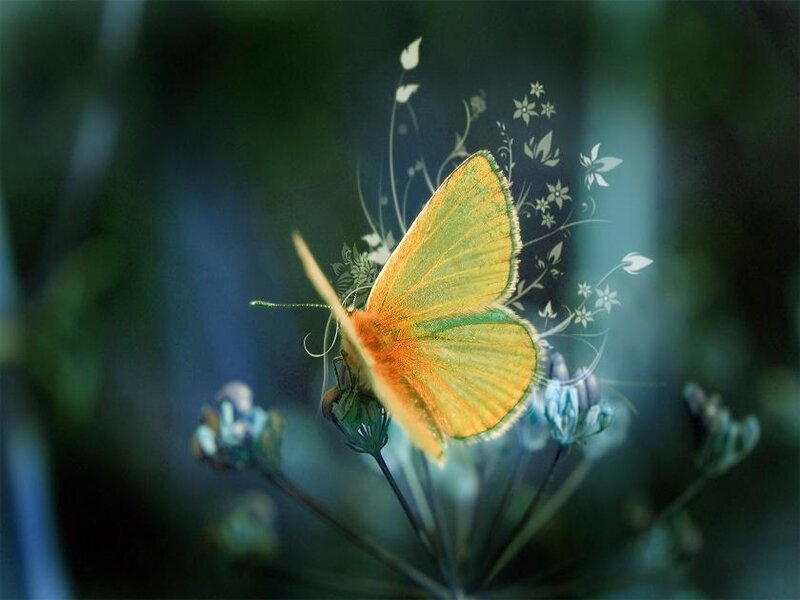 Green butterfly on flower