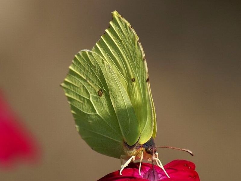 Green Butterfly on Flower — Calm, Afternoon