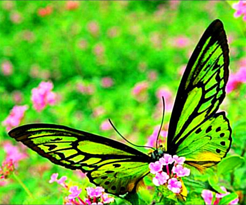 Green Butterfly on Flower — Calm, Spring, Photograph