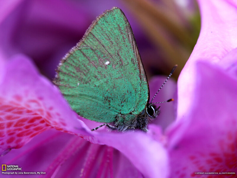 Green Butterfly on Flower — Calm, Spring