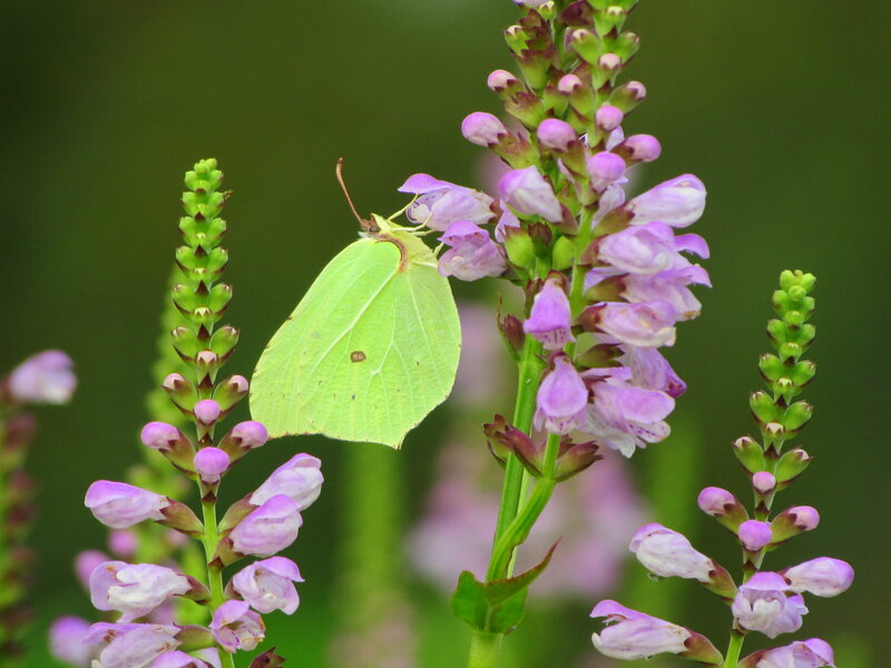 Green Butterfly on Flower — Calm, Summer, Photograph, Plant