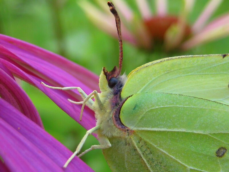 Green Butterfly on Flower — Calm, Summer