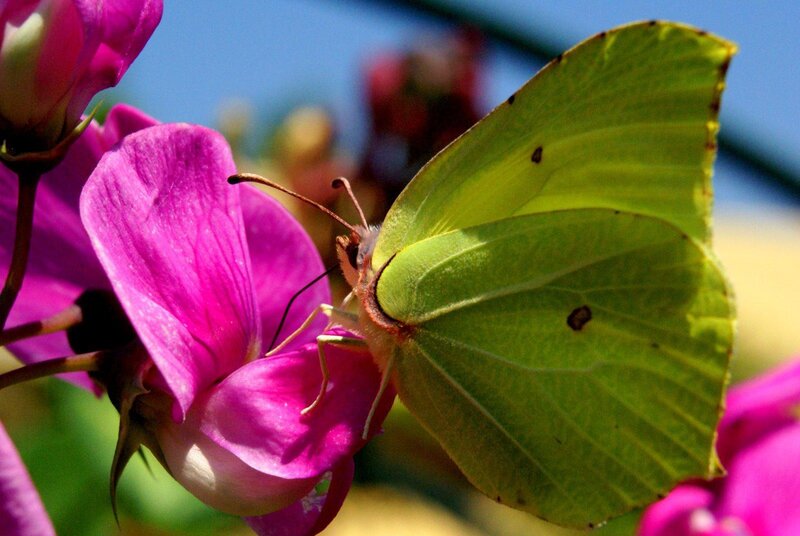Green Butterfly on Flower — Calm