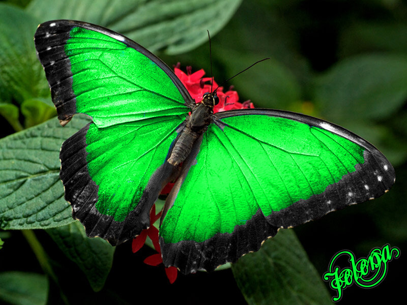 Green Butterfly on Flower — Natural