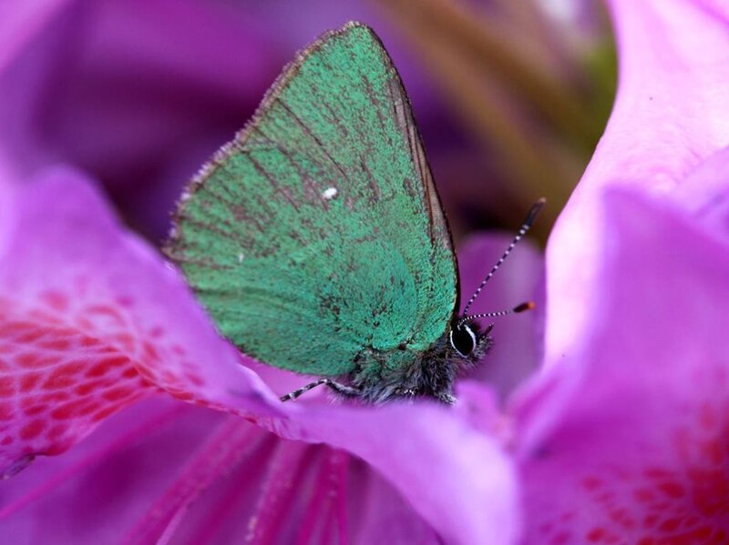 Green Butterfly on Flower — Purple