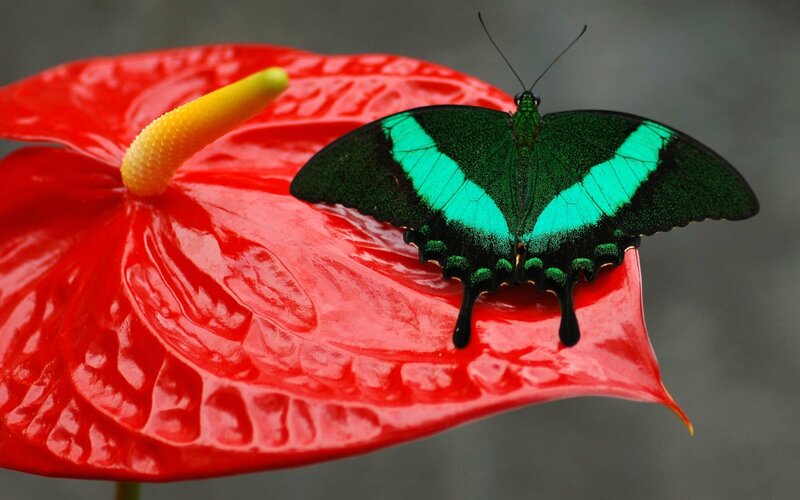 Green Butterfly on Flower — Red, Calm