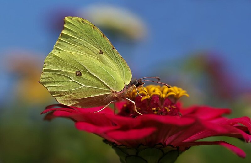 Green Butterfly on Flower — Red