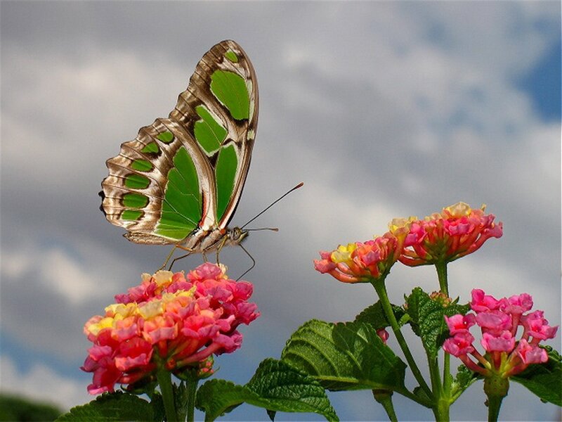Green Butterfly on Flower — Serene, Afternoon, Photograph, Sky