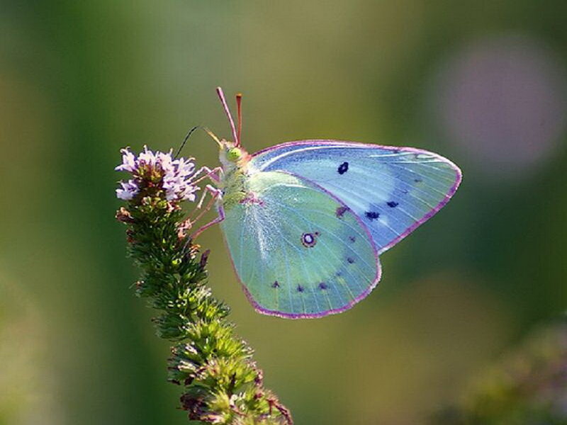 Green Butterfly on Flower — Serene, Afternoon
