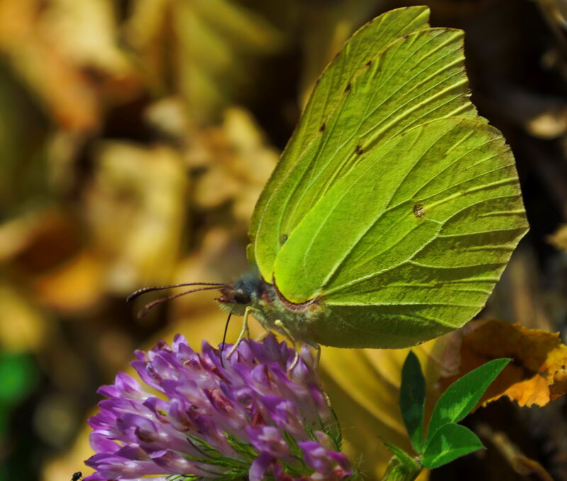 Green Butterfly on Flower — Serene