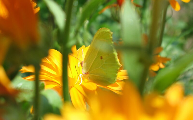 Green Butterfly on Flower — Yellow, Calm