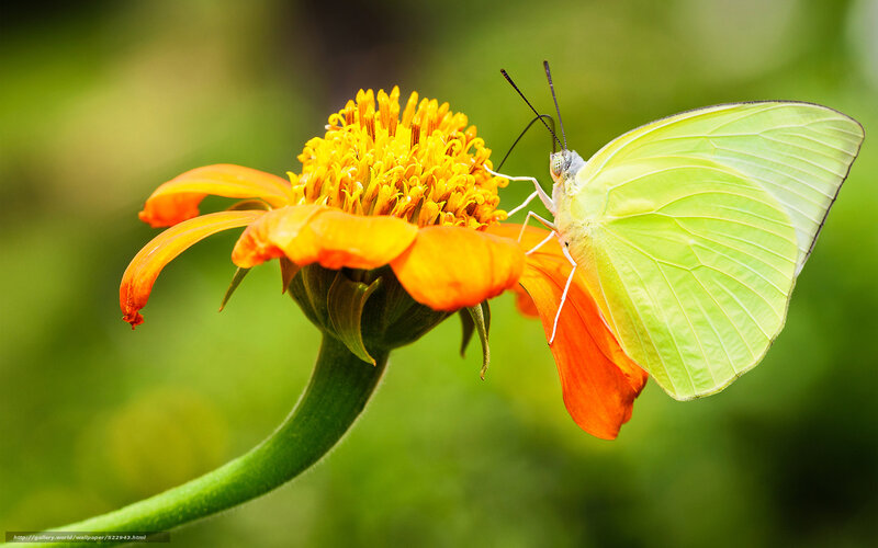 Green Butterfly on Flower — Yellow, Serene, Afternoon, Photograph