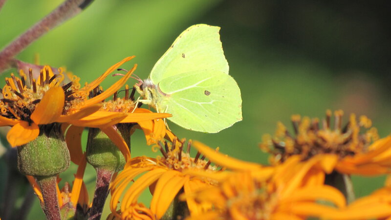 Green Butterfly on Flower — Yellow, Serene