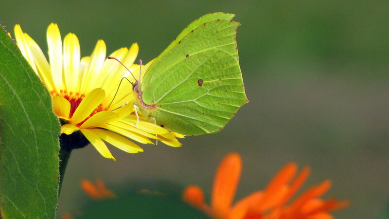 Green Butterfly on Flower — Yellow