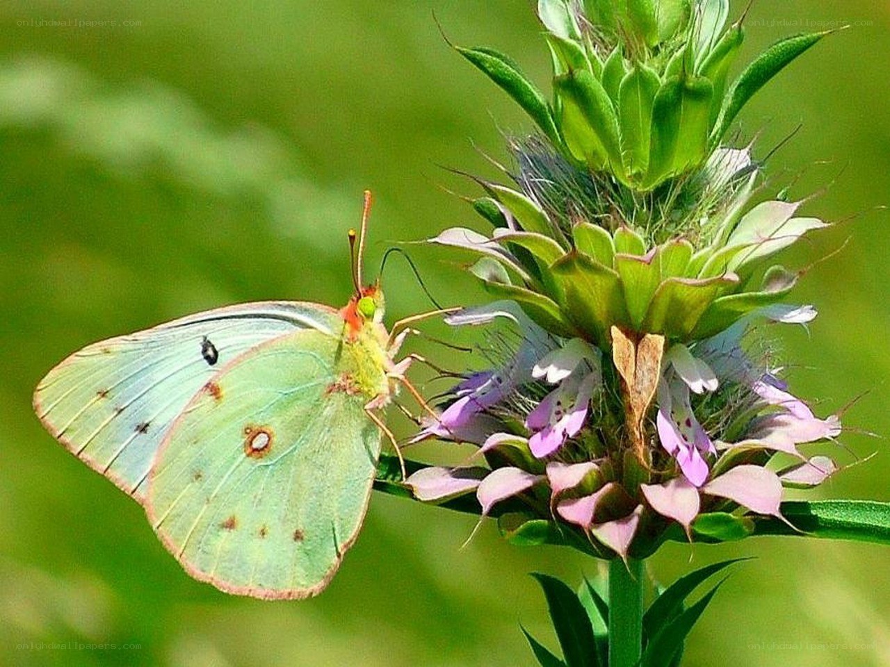 green butterfly on flower