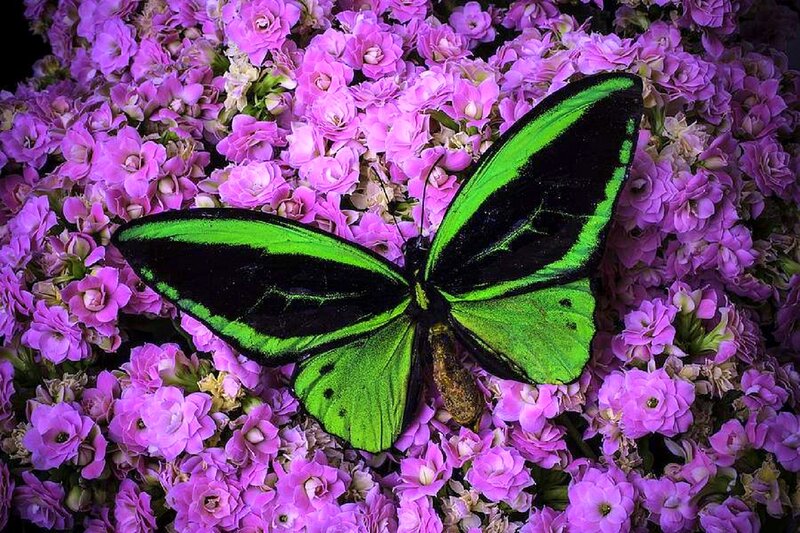 Green Butterfly on Flowers — Purple